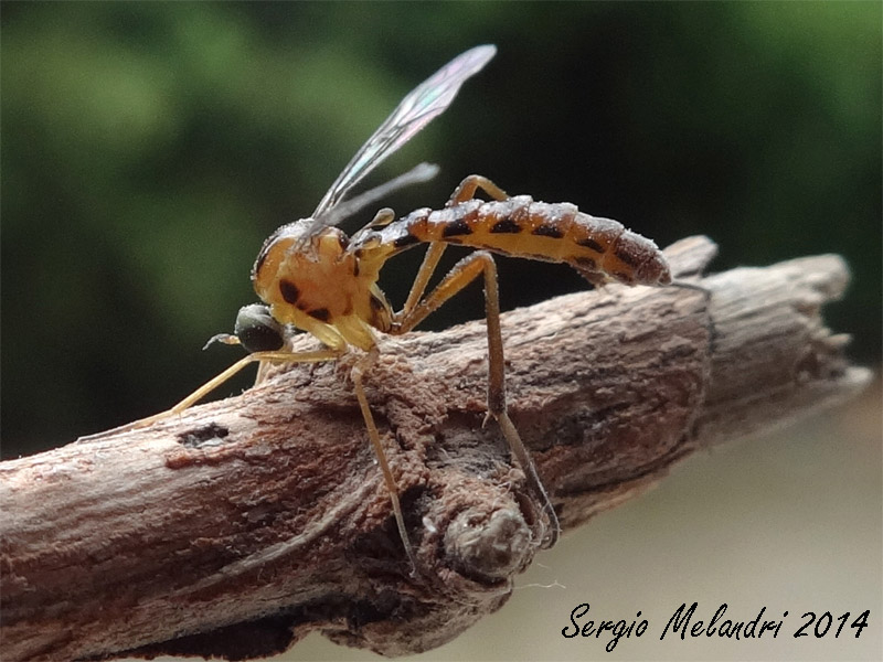 Vermileo sp. larve e adulti